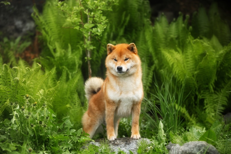 shiba inu dog standing in the forest