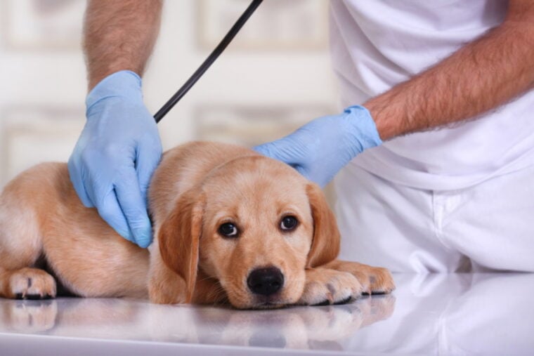 sick dog examine by vet