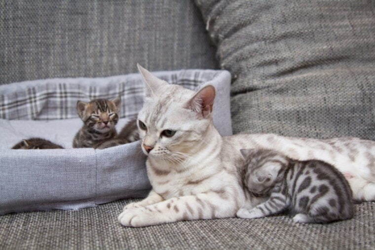 silver bengal cat with her kittens