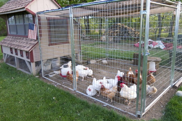 small chicken coop and fence area