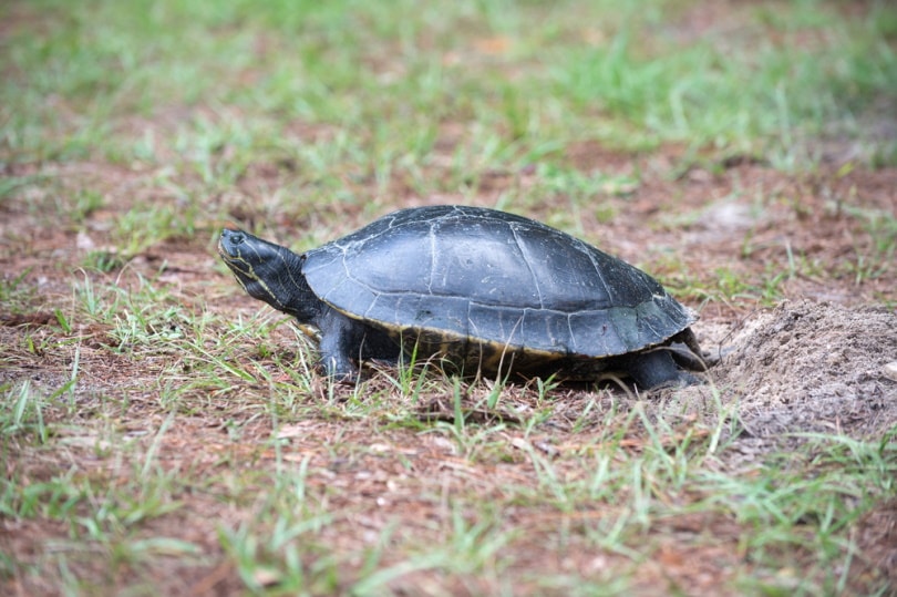 suwannee cooter turtle in the ground