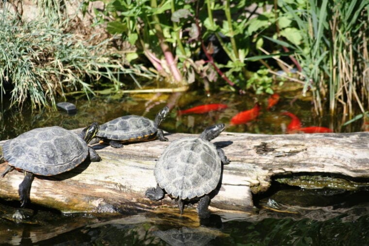 turtles on log in the pond