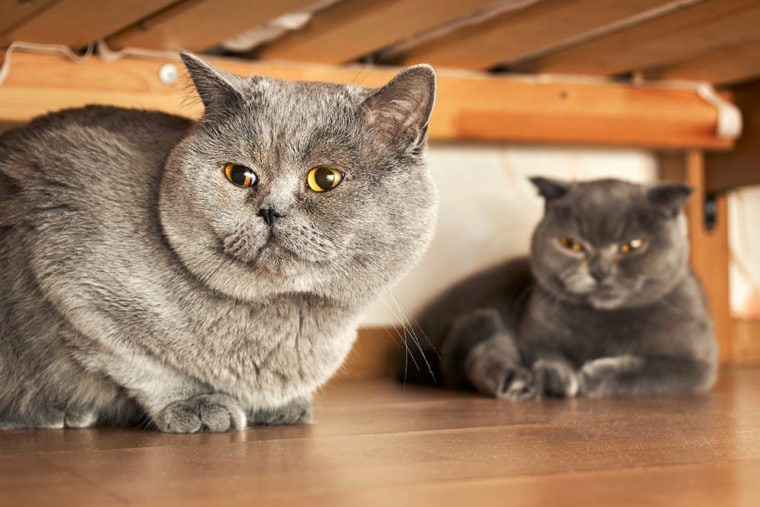 two British shorthair cats hiding under the bed