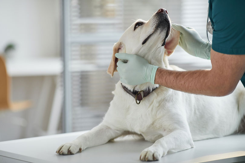 vet checking up labrador dog