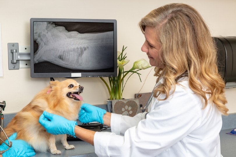 vet examining dog's x-ray