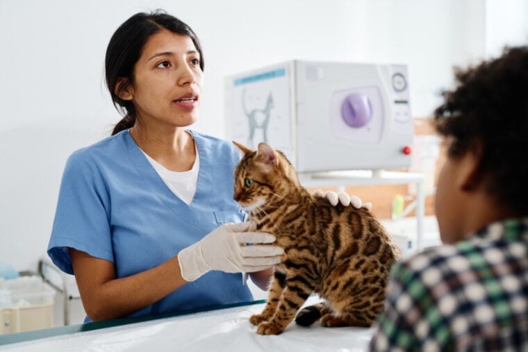 vet checking bengal cat