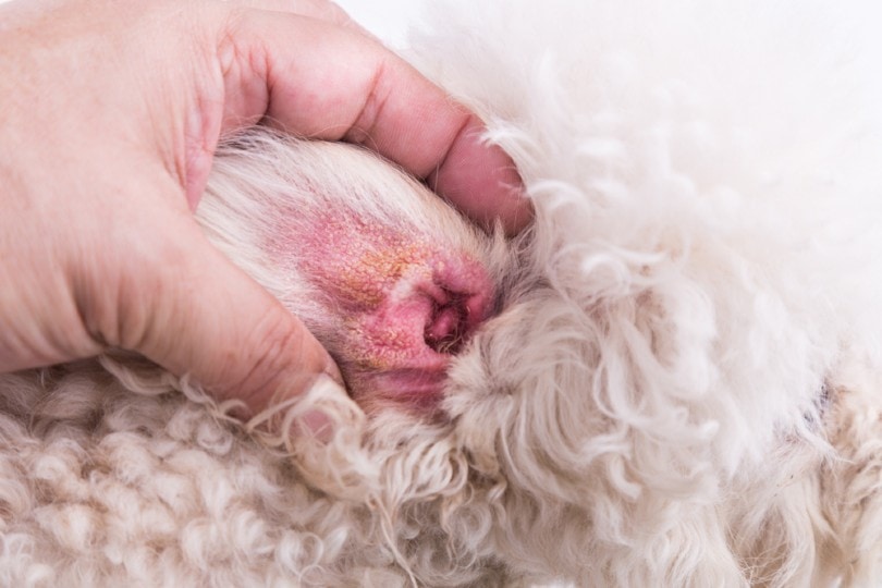 vet showing ear hemotoma on a dog