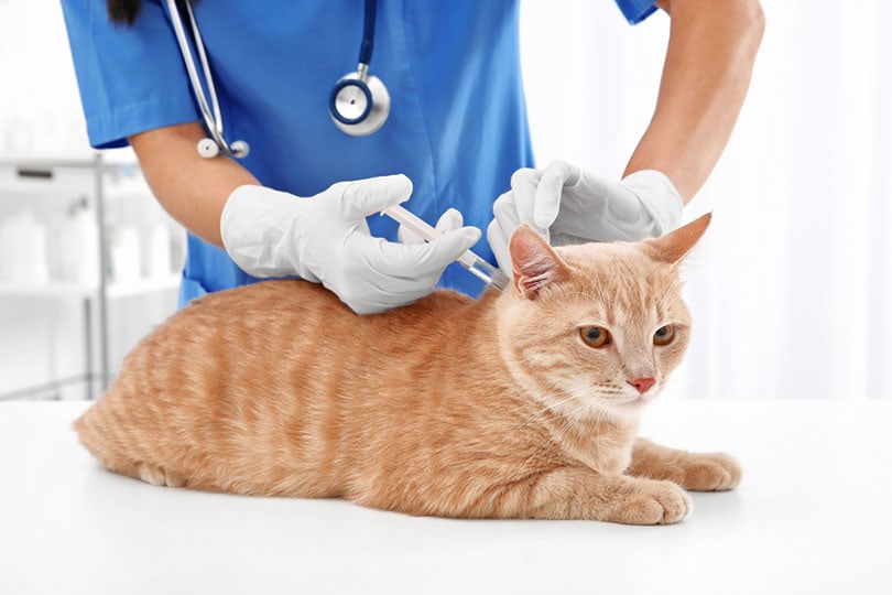 veterinario inyectando a un gato