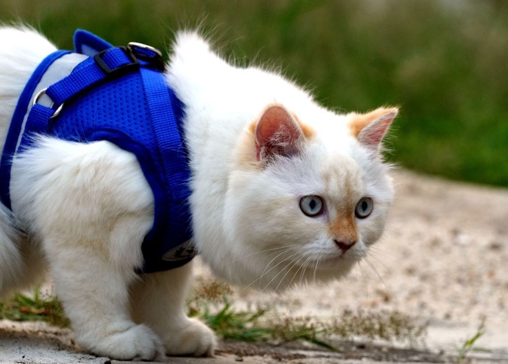 white cat with harness