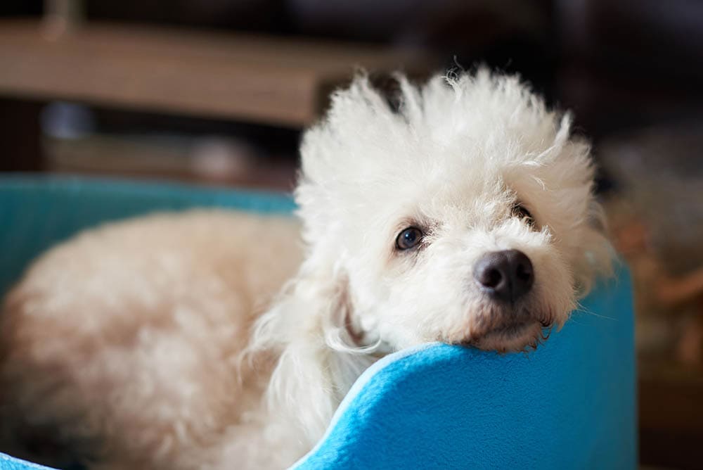 white poodle resting in blue bed