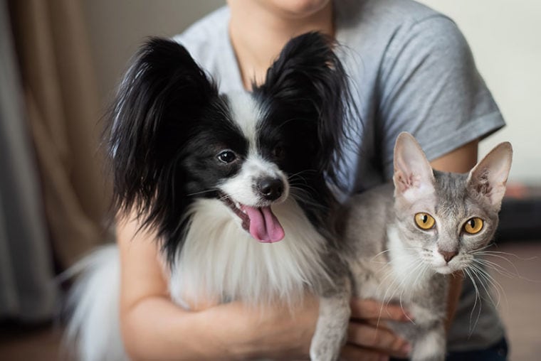 woman holding a cat and a papillon dog
