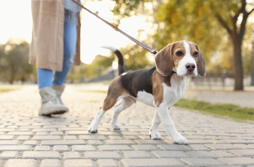 woman walking beagle dog in the park
