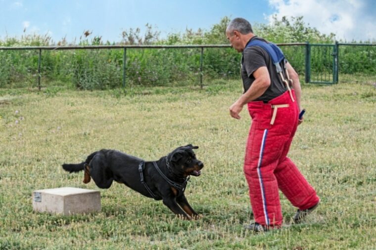 young rottweiler training for protection