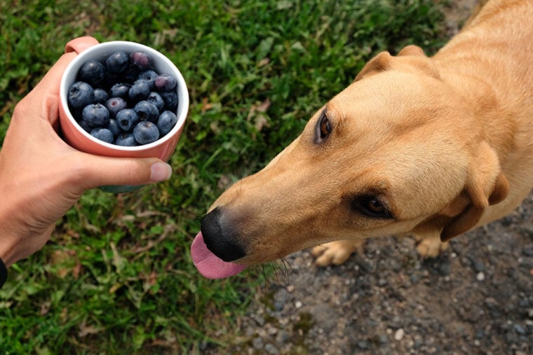 A mug of blueberries in hand and a labrador puppy with his tongue hanging out
