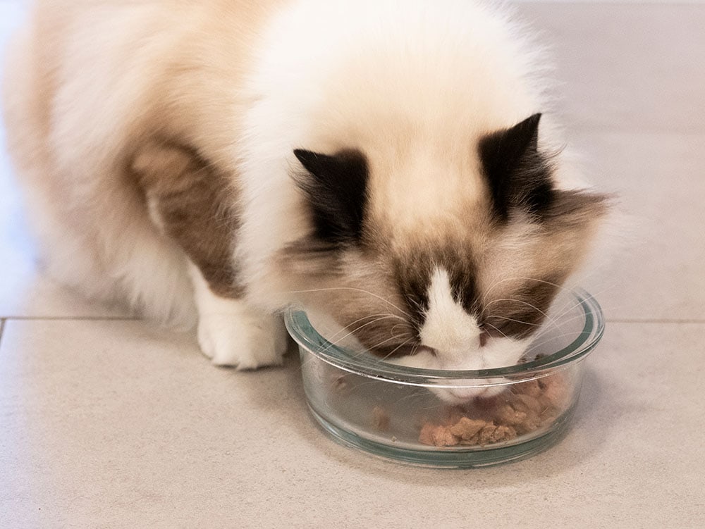 Một con mèo ragdoll ăn thức ăn khô