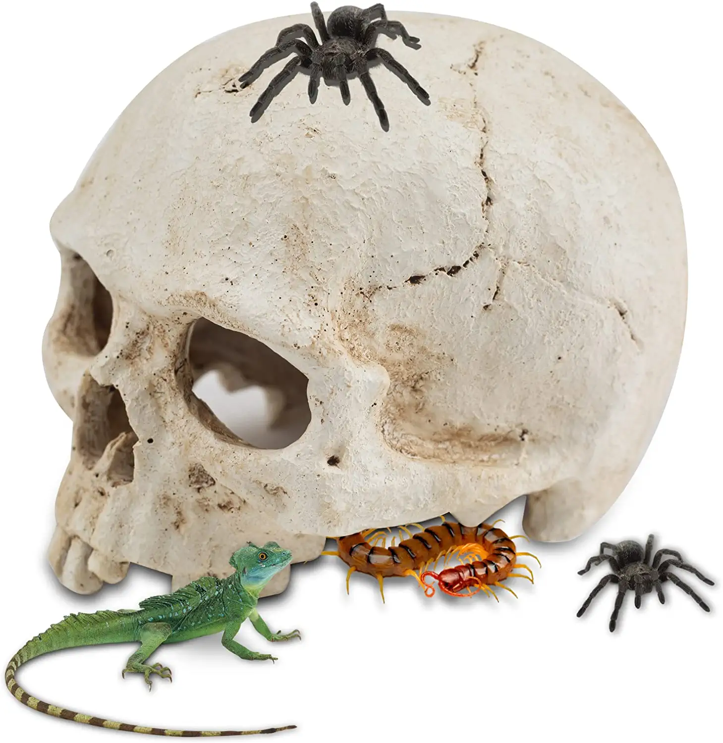 Aufeeky Halloween Human Skull Reptile Hide