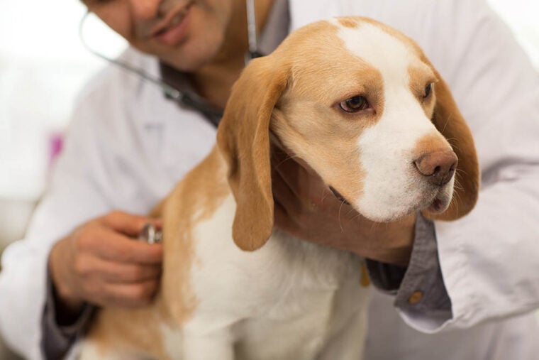 Beagle-being-examined-by_Nestor-Rizhniak_Shutterstock