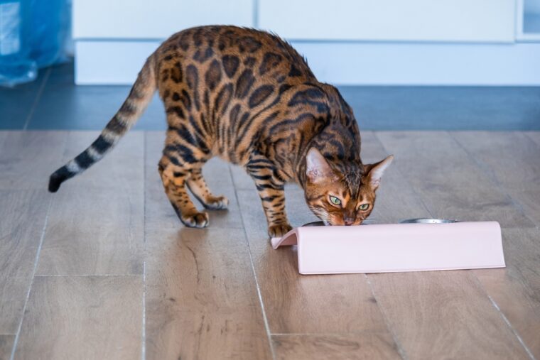 Bengal cat eating food from tilted food bowl