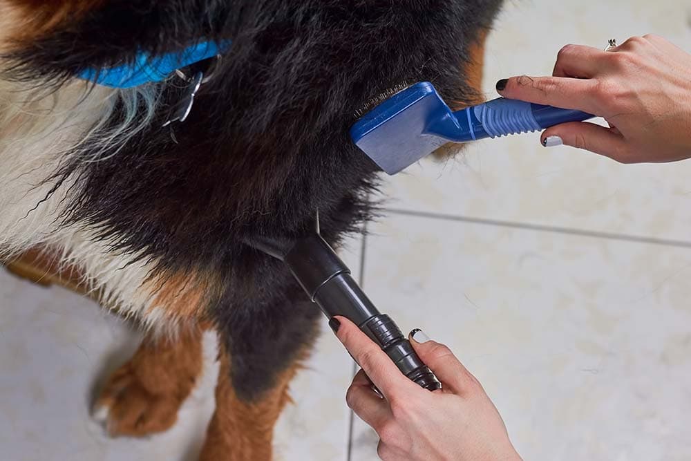 Bernese mountain dog grooming macro, female hands. Pet hair dryer, slicker brush