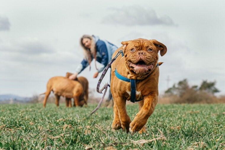 Brown dog running from woman and two dogs
