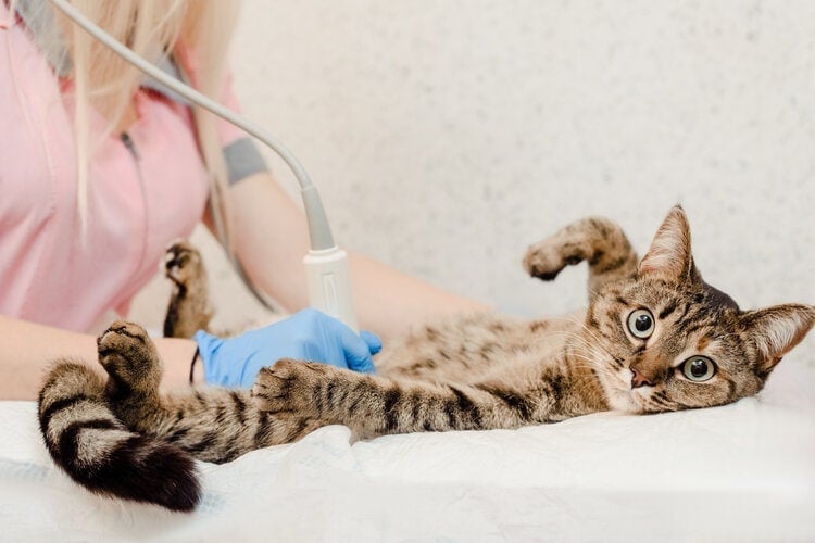 Cat having ultrasound at the vet