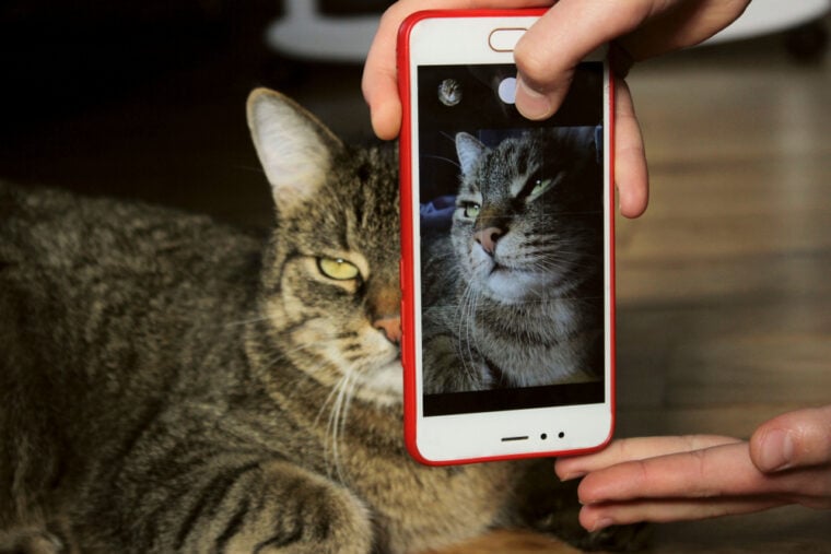 Cat laying down while they take a photo with a celphone