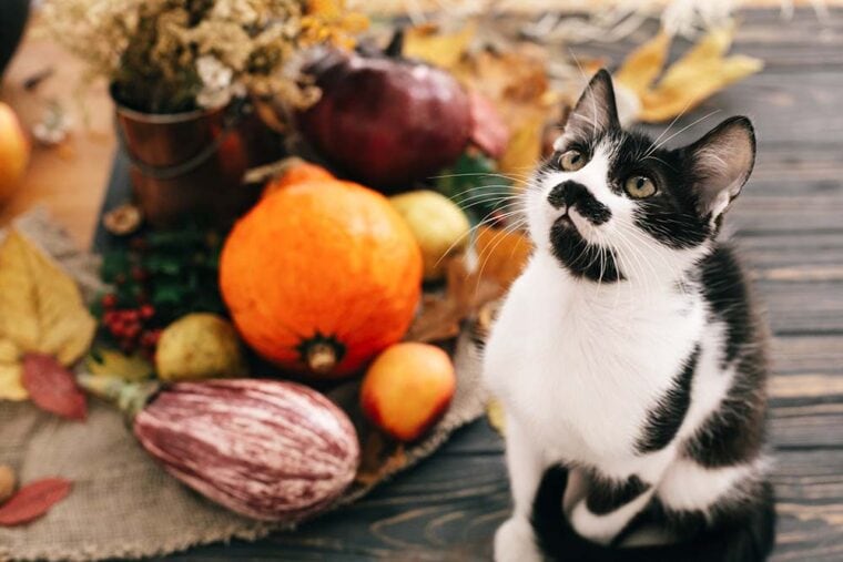 Cute cat sitting at beautiful Pumpkin in light, vegetables on wooden rustic table