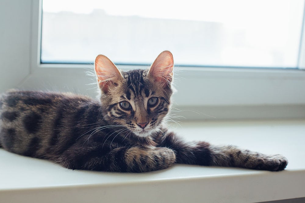 Cute charcoal bengal kitty cat laying on the windowsill and relaxing