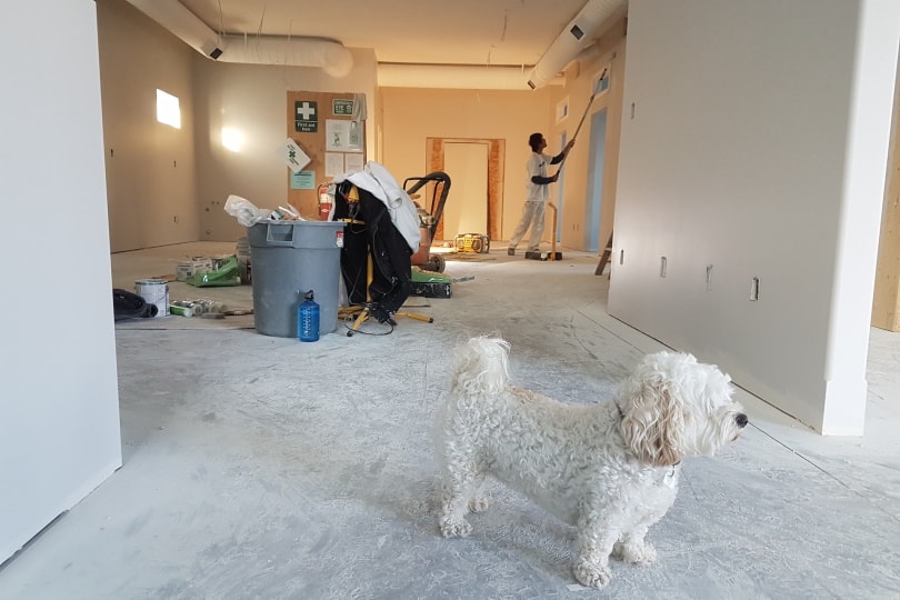Cute woolly dog ​​in a house being painted