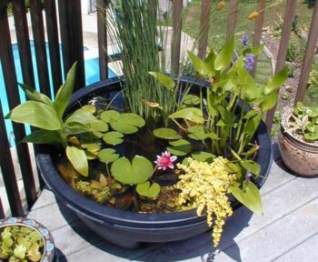 15 DIY Fish Ponds You Can Build This Weekend (With Pictures) | Pet Keen