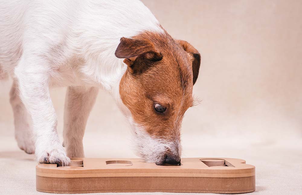 Dog playing sniffing puzzle game for intelectual and nosework training
