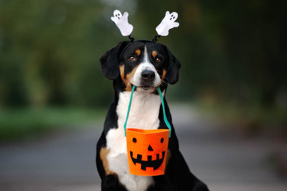 Dog ready for halloween