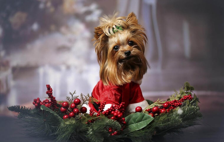 Dog sitting on a christmas decoration