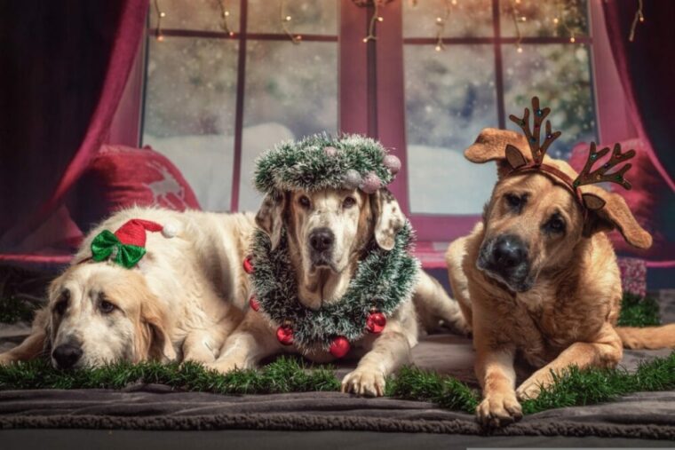 Dogs with christmas costume