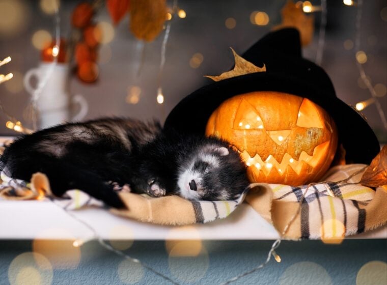 Ferret beside a halloween pumpkin