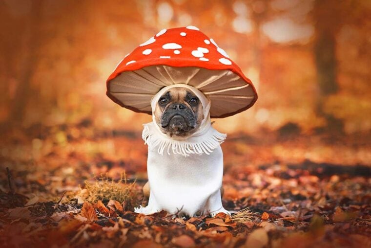 French Bulldog dog in unique fly agaric mushroom costume