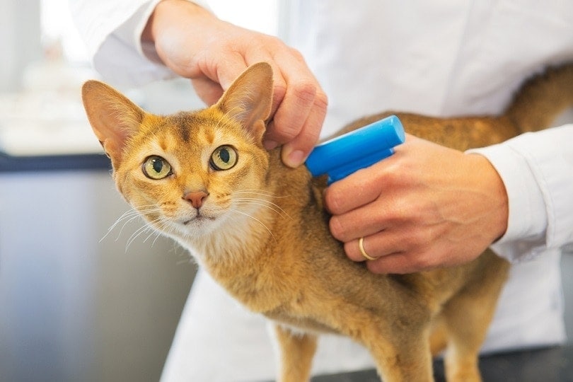 Microchip implant for cat
