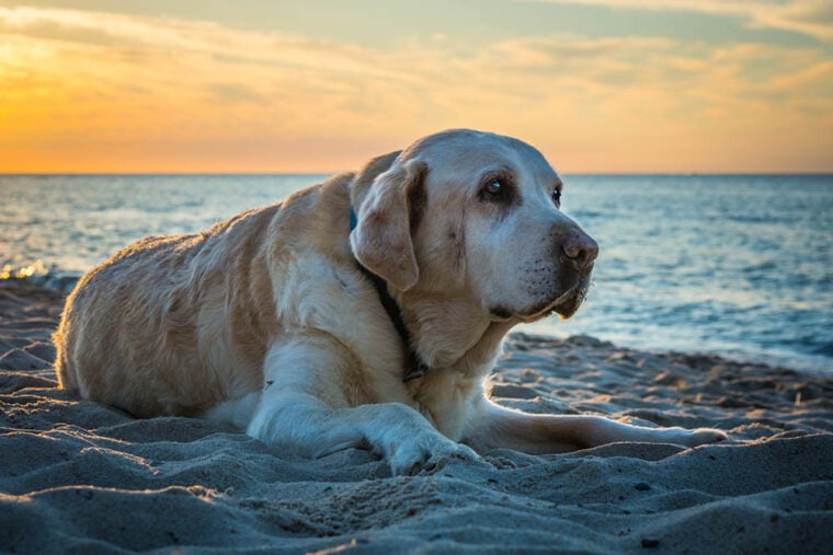 El viejo perro amarillo Labrador Retriever yace en la playa