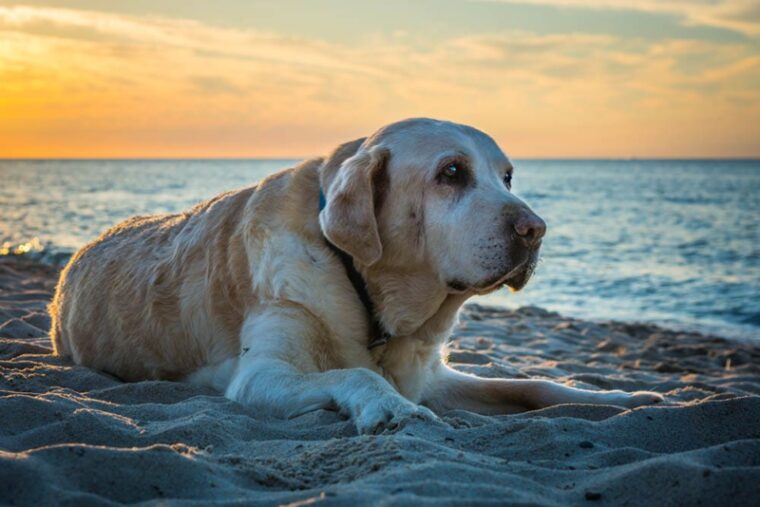 Old yellow dog Labrador Retriever is lying on the beach