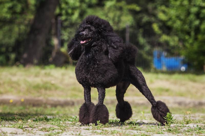 One poodle breed dog with black hair with grooming standing outdoors on green grass