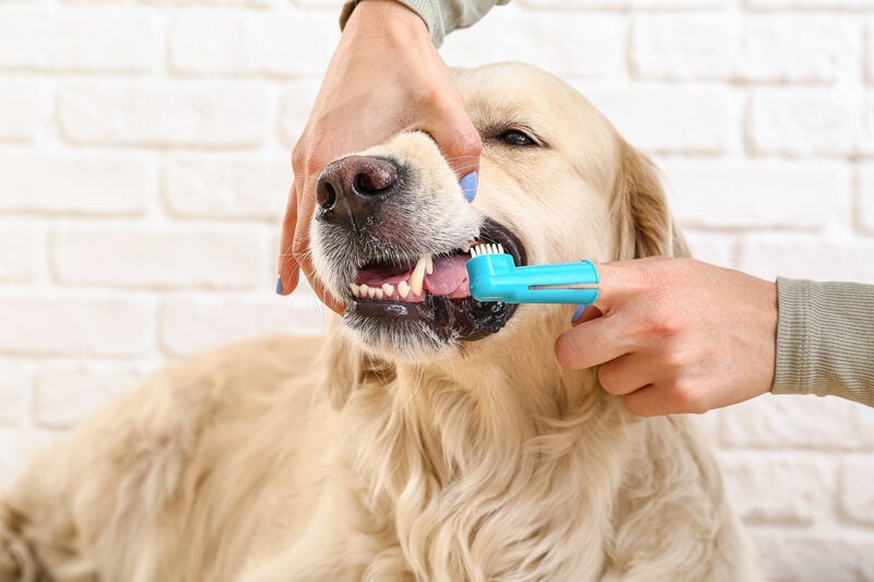 Owner brushing golden retriever teeth