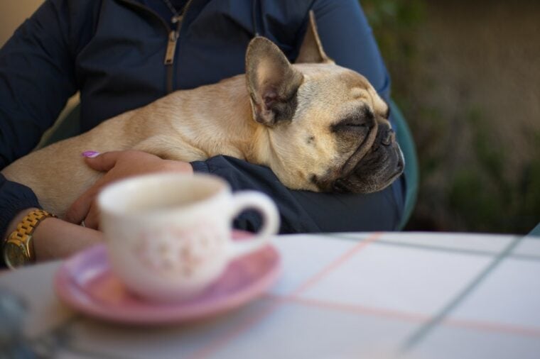 Person holding a sleeping brown french bulldog