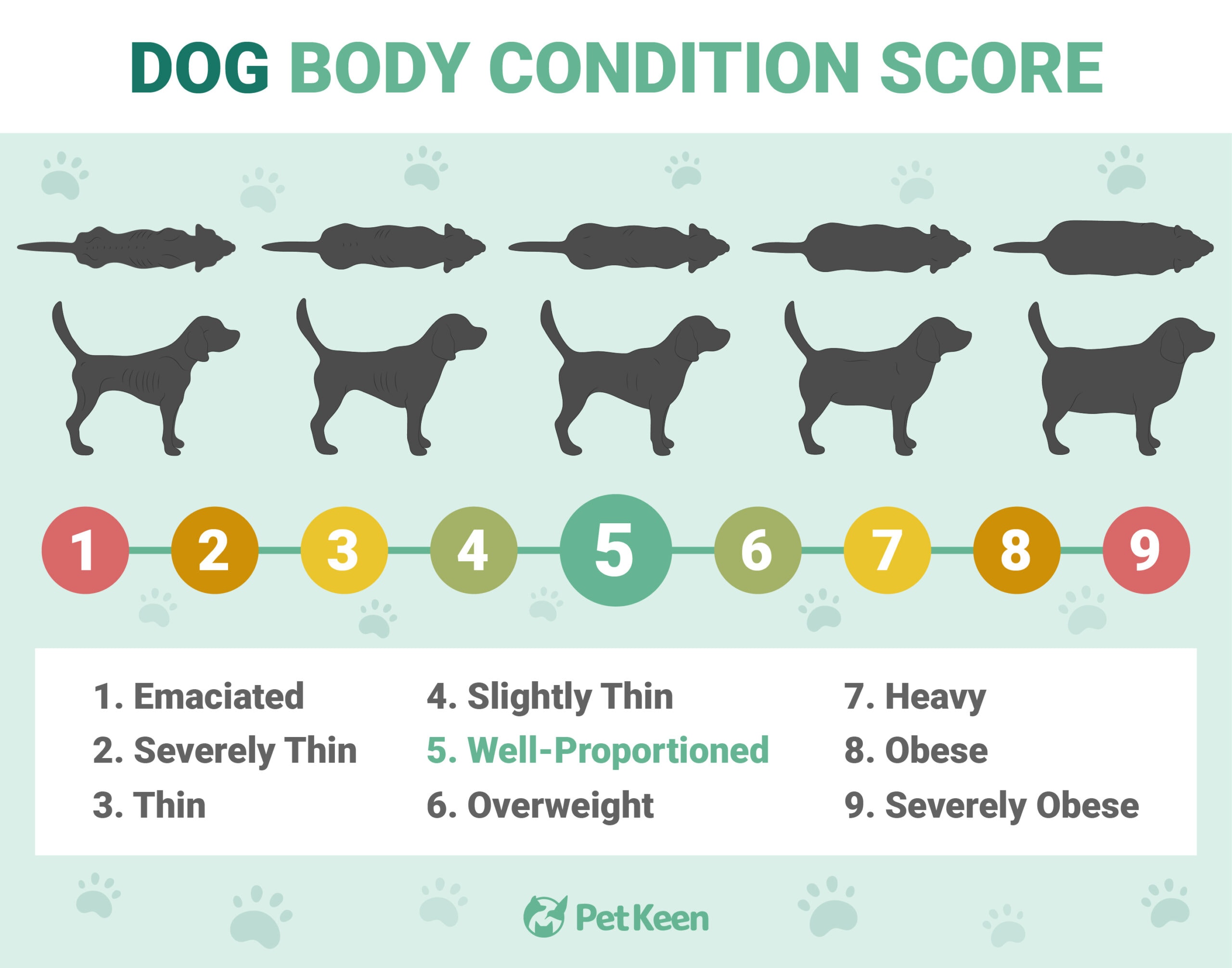 Dog Body Condition Score