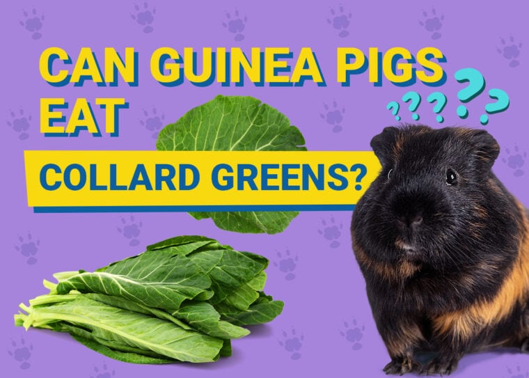Can Guinea Pigs Eat_collard greens