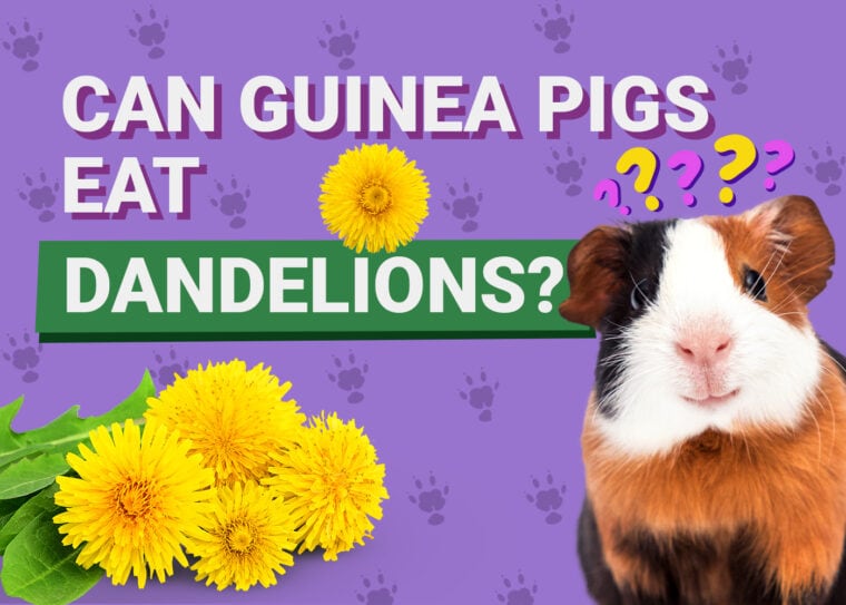 Can Guinea Pigs Eat_dandelion