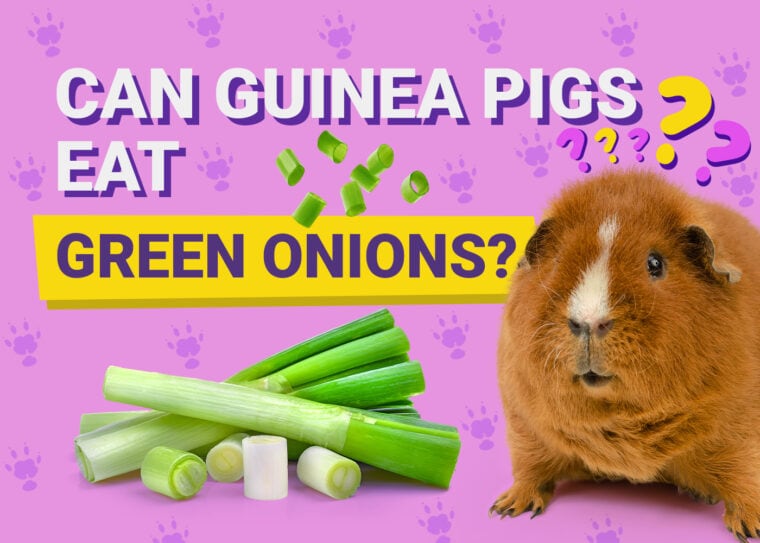 Can Guinea Pigs Eat_green onions