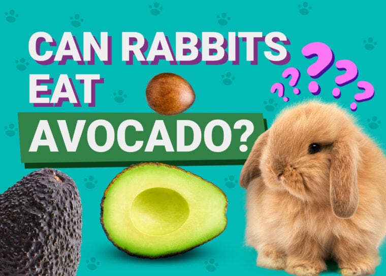 Can Rabbits Eat_avocado