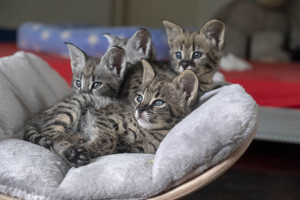 photo of savannah kitten indoors