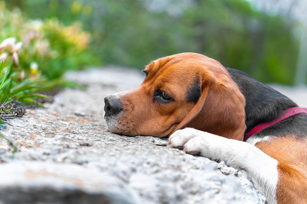 Retrato-de-un-perro-beagle-triste_Masarik_Shutterstock