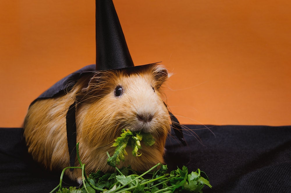 Portrait of cute red guinea pig in cute halloween costume